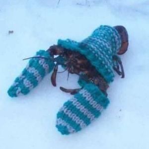 Meet your Posher, Ipsita